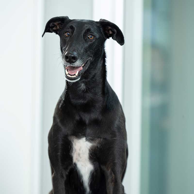 mogli